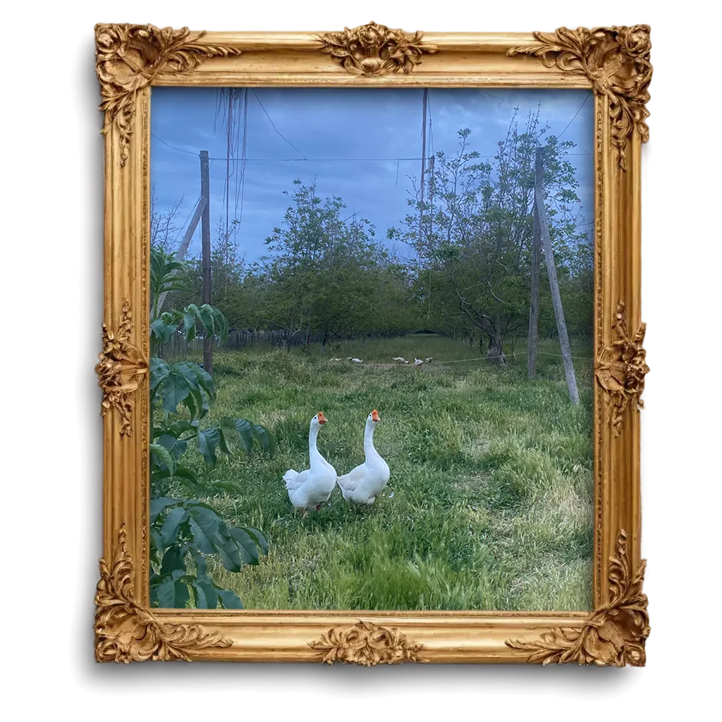 Two white geese in a green field